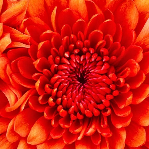 Meet your Posher, Amy - Picture 1 of 1